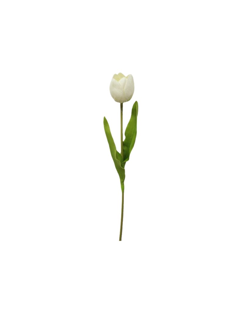 White Tulip