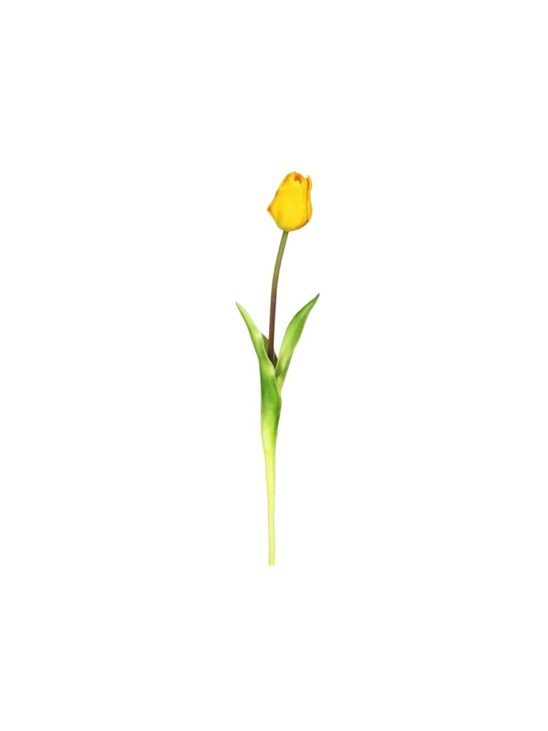 Yellow Tulip