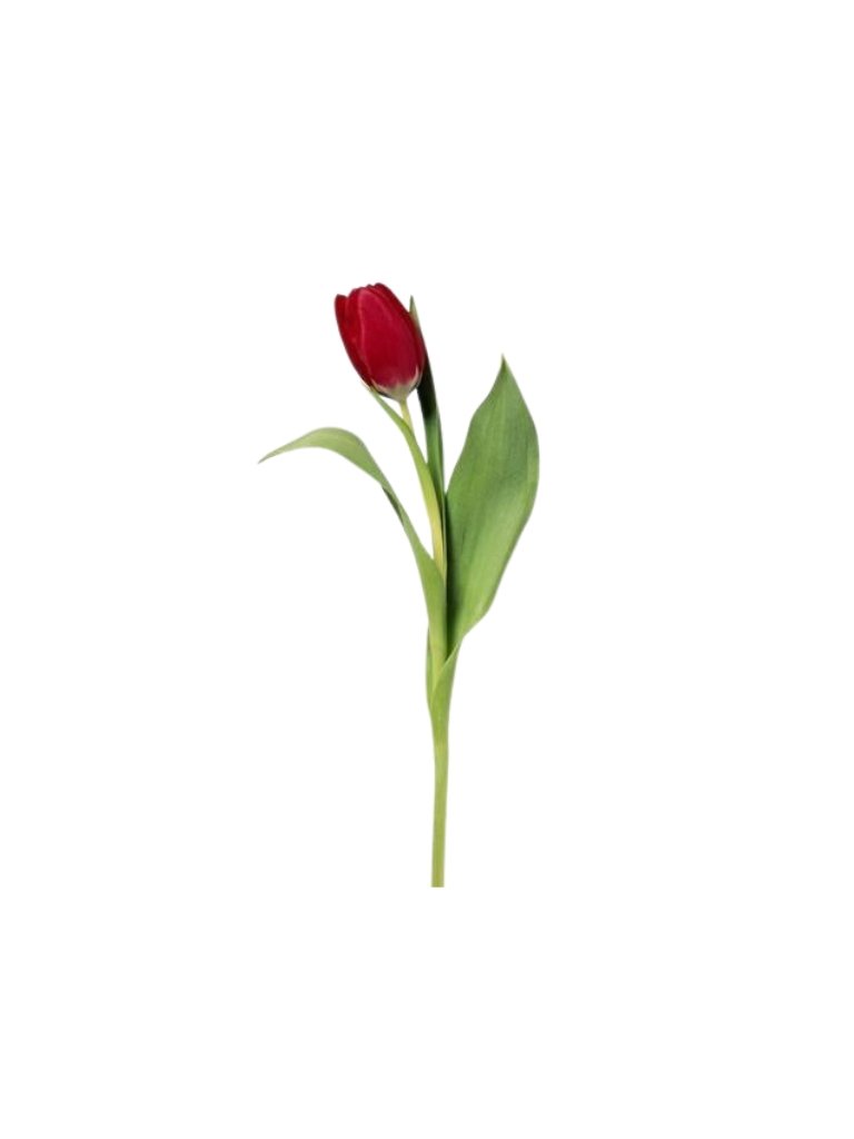 Red Tulip