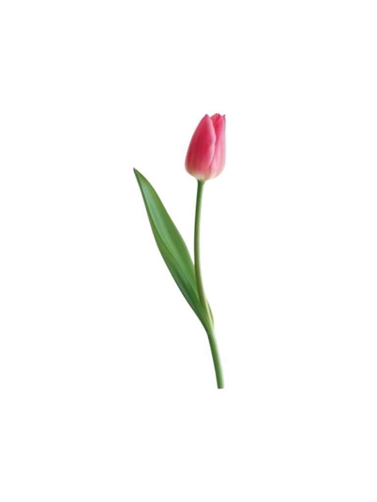 Pink Tulip