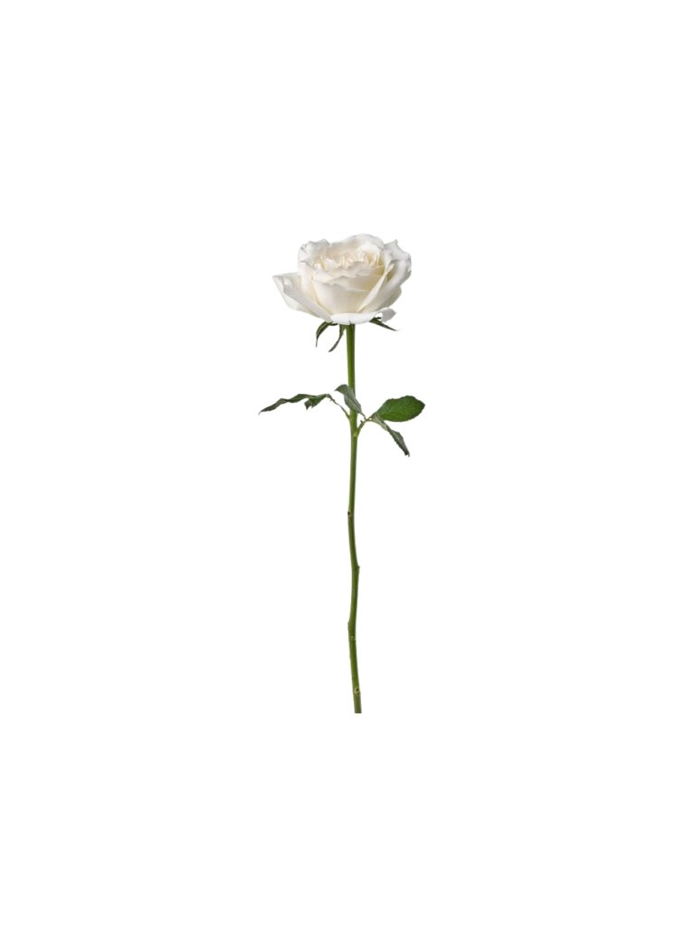 White Rose