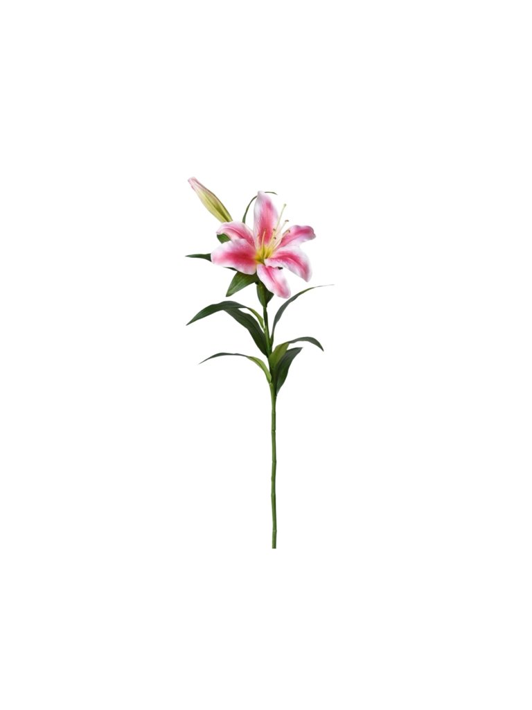 Pink Lily